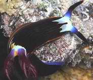Photo: I. Ben-Tov Sinai 2003; Go to the Sea Slug Forum to see record